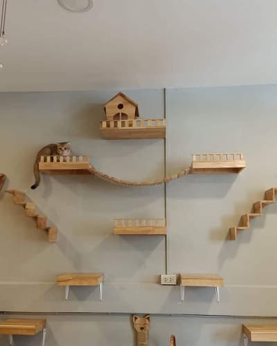 Happy Land Cat Hotel (บางกะปิ) 8