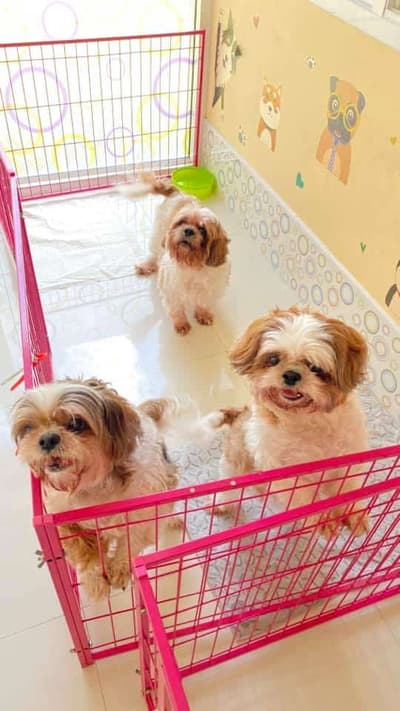 Jikky Dogky Grooming & Dog Hotel (พระราม2) 2