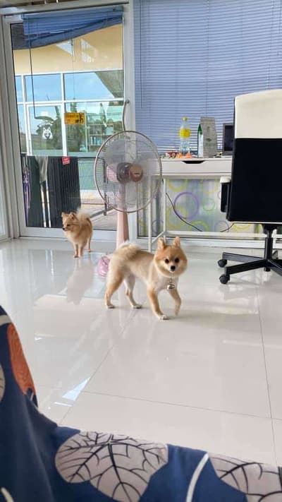 Jikky Dogky Grooming & Dog Hotel (พระราม2) 3