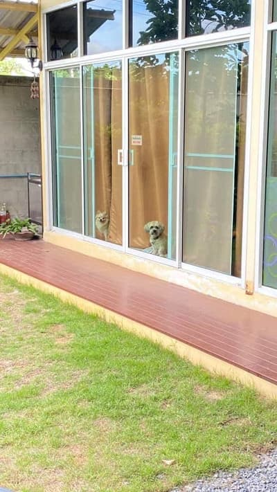 Jikky Dogky Grooming & Dog Hotel (พระราม2) 4