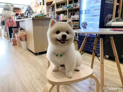 Merry Pet (เมอร์รี่เพ็ท) 6