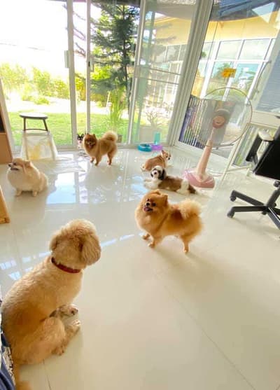 Jikky Dogky Grooming & Dog Hotel (พระราม2) 5