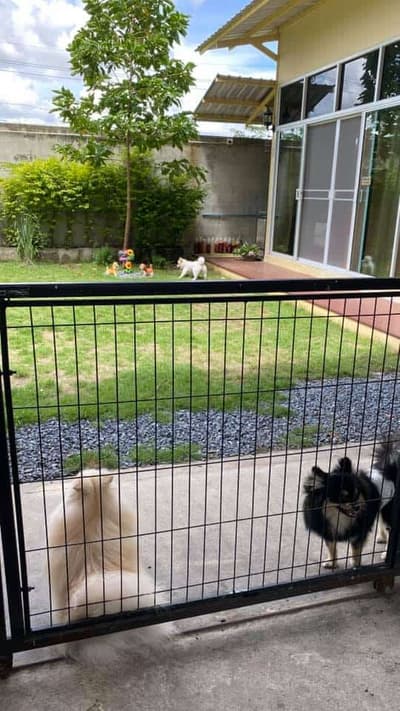 Jikky Dogky Grooming & Dog Hotel (พระราม2) 6