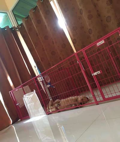 Jikky Dogky Grooming & Dog Hotel (พระราม2) 7