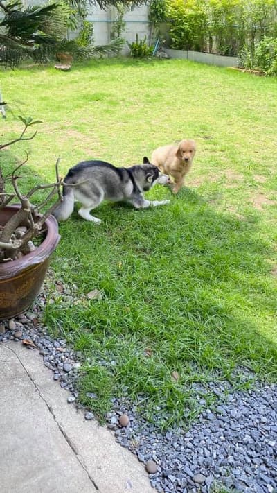 Jikky Dogky Grooming & Dog Hotel (พระราม2) 8