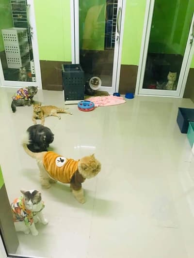 โรงพยาบาลสัตว์บ้านหมอจ๊ะ (ปราจีนบุรี) 2