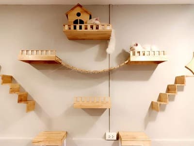 Happy Land Cat Hotel (บางกะปิ) 9
