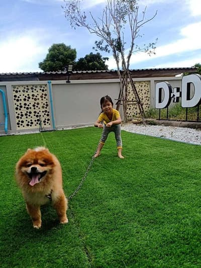D-Dog Pet Hospital (โรงพยาบาลสัตว์ดีด็อก) 9