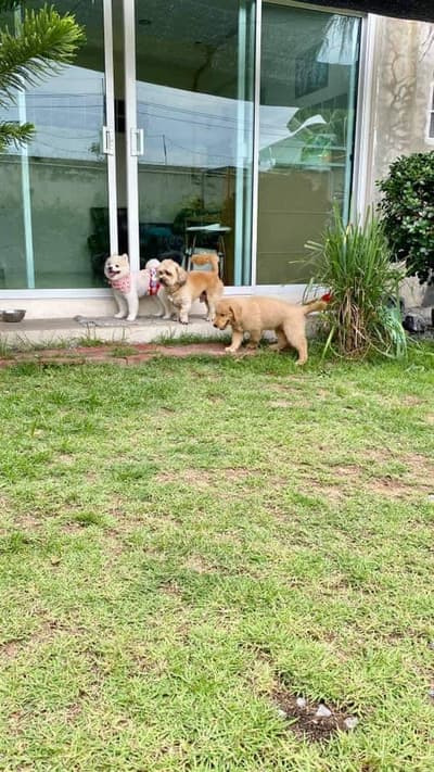 Jikky Dogky Grooming & Dog Hotel (พระราม2) 9