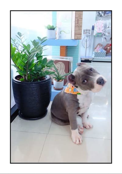Dog Hips Vet and Petmart (สุพรรณบุรี) 9