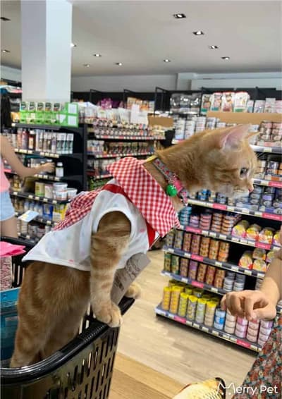 Merry Pet (เมอร์รี่เพ็ท) 8