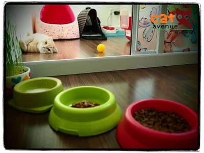 Cat Avenue (พระราม9) 1