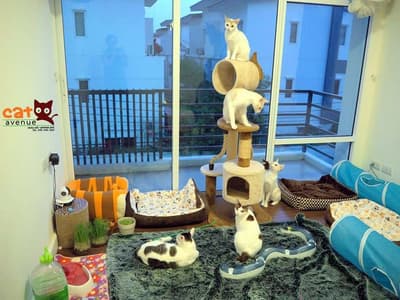 Cat Avenue (พระราม9) 3