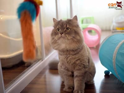 Cat Avenue (พระราม9) 4