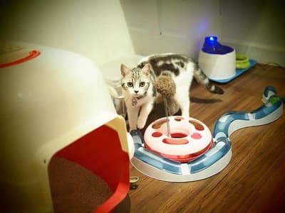 Cat Avenue (พระราม9) 6