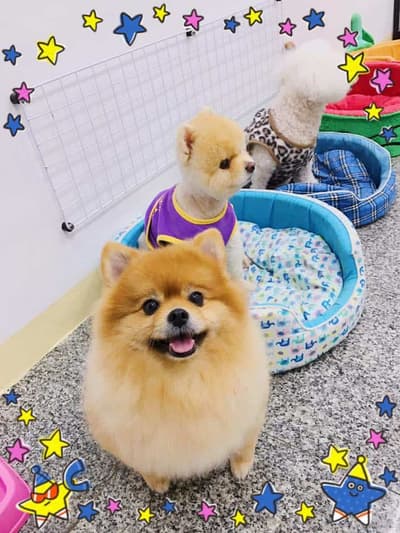 Pet and Peace Family House (ตลิ่งชัน) 3