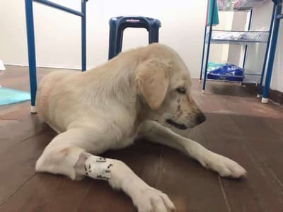 Serithai Animal Clinic (สถานพยาบาลสัตว์ เสรีไทย) 2