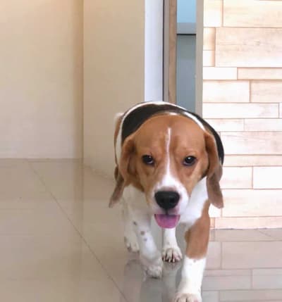 Serithai Animal Clinic (สถานพยาบาลสัตว์ เสรีไทย) 3