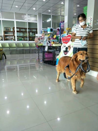 โรงพยาบาลสัตว์หมอรักสัตว์ (สมุทรสงคราม) 4