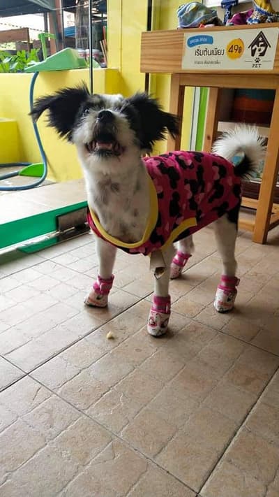 ศิริรักษาสัตว์ Sirirak Pet Clinic 4