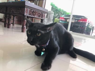 Serithai Animal Clinic (สถานพยาบาลสัตว์ เสรีไทย) 5