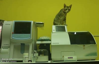 ศิริรักษาสัตว์ Sirirak Pet Clinic 6