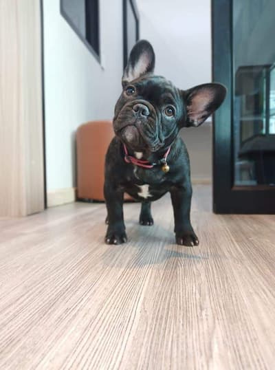 Chai Narong Animal Hospital (โรงพยาบาลสัตว์ไชยณรงค์) 1