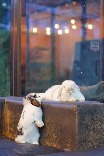 Pet & Aquatic Animal Hospital (PAQ) (โรงพยาบาลสัตว์เพ็ทแอนด์อะควอติก) 6