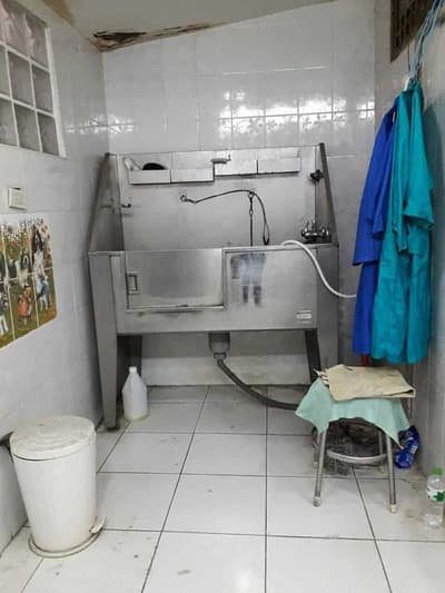 Graphic Grooming (โรงเรียนสอนอาชีพตัดขนสุนัข) 5