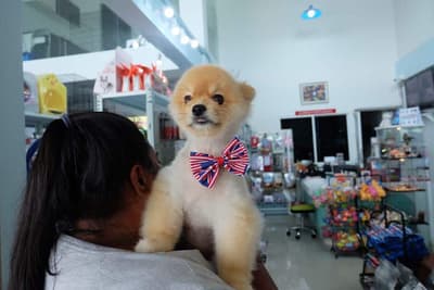Dog Hips Vet and Petmart (สุพรรณบุรี) 3