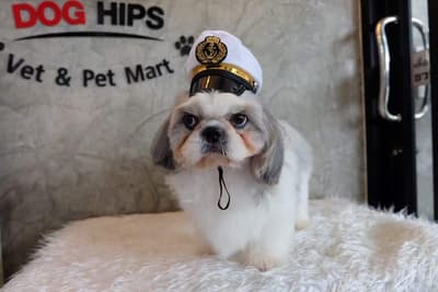 Dog Hips Vet and Petmart (สุพรรณบุรี) 4