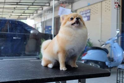 Dog Hips Vet and Petmart (สุพรรณบุรี) 5