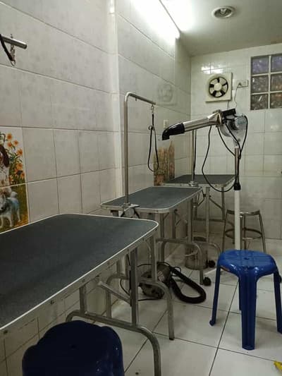 Graphic Grooming (โรงเรียนสอนอาชีพตัดขนสุนัข) 6