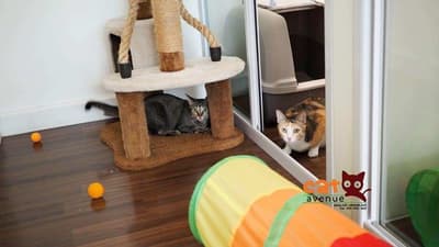 Cat Avenue (พระราม9) 8