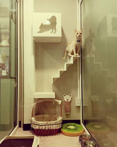Happy Land Cat Hotel (บางกะปิ) 2