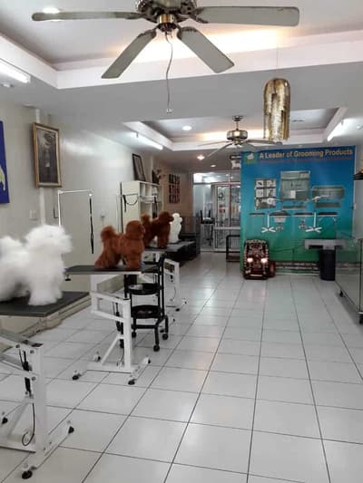 Graphic Grooming (โรงเรียนสอนอาชีพตัดขนสุนัข) 8