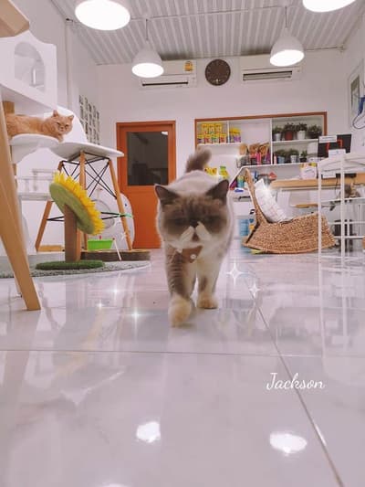 Year of The Cat Cafe (เยียร์ ออฟ เดอะ แคท คาเฟ่) 2