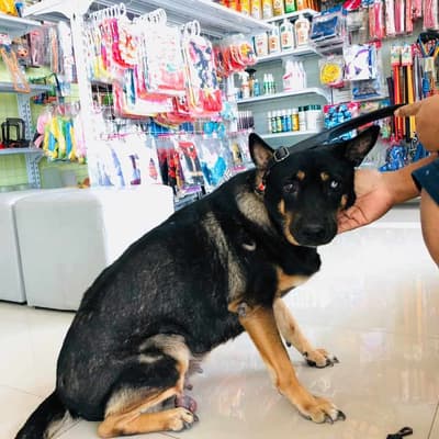 Thegarden Pet Clinic (คลินิกรักษาสัตว์ เดอะการ์เด้น) 5
