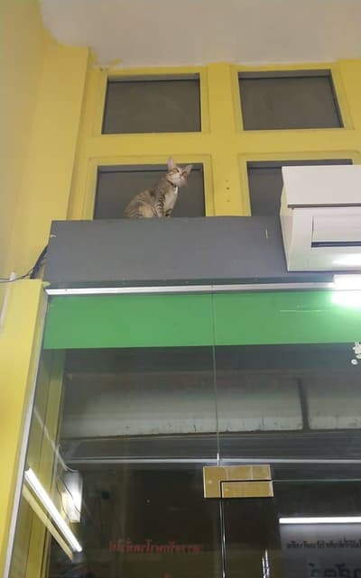 ศิริรักษาสัตว์ Sirirak Pet Clinic 7