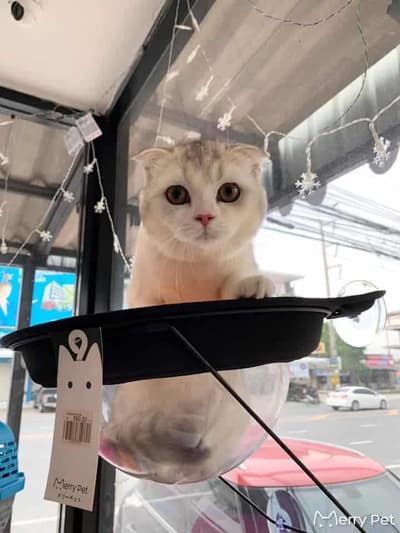 Merry Pet (เมอร์รี่เพ็ท) 3