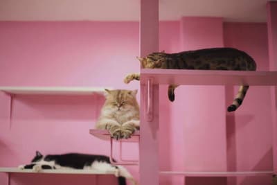 Fat Cat Cafe Club (คาเฟ่แมวอ้วน) 1