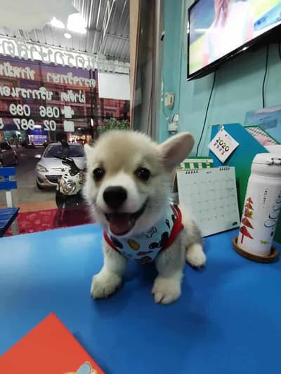 Happy Pet Clinic หมอโบว์ (คลีนิกรักษาสัตว์ แฮปปี้เพ็ท) 3