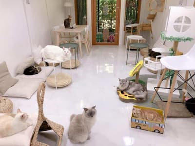 Year of The Cat Cafe (เยียร์ ออฟ เดอะ แคท คาเฟ่) 3