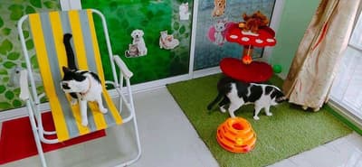 Gaga Pet Salon (ลาดกระบัง) 2