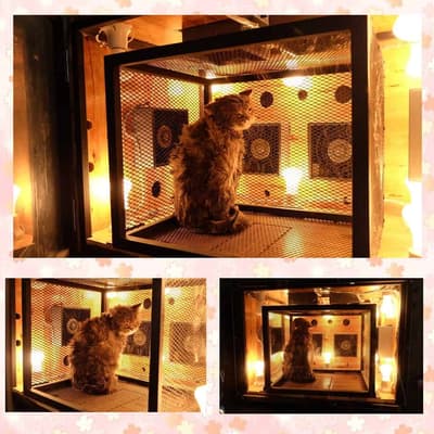 Dog Hips Vet and Petmart (สุพรรณบุรี) 6