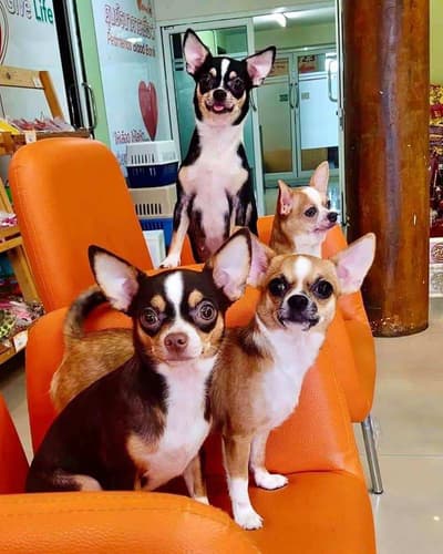Petfriends Hospital (โรงพยาบาลเพื่อนสัตว์เลี้ยงศรีราชา) 4