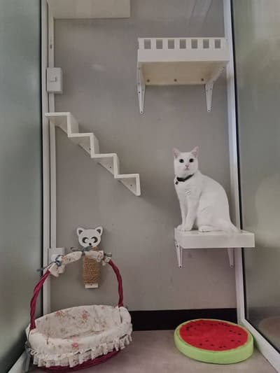 Happy Land Cat Hotel (บางกะปิ) 3