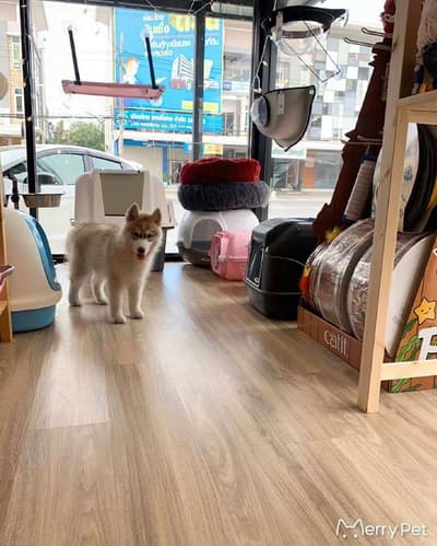 Merry Pet (เมอร์รี่เพ็ท) 4
