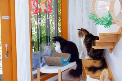 Year of The Cat Cafe (เยียร์ ออฟ เดอะ แคท คาเฟ่) 4