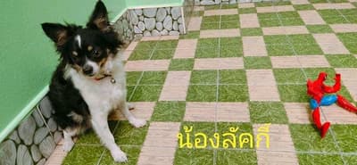 Gaga Pet Salon (ลาดกระบัง) 4